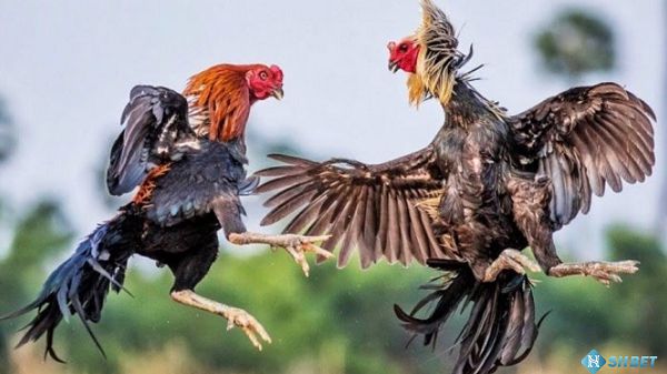 Tôi có thể tham gia vào trải nghiệm dịch vụ của Dr88 bằng cách nào? - Dr88